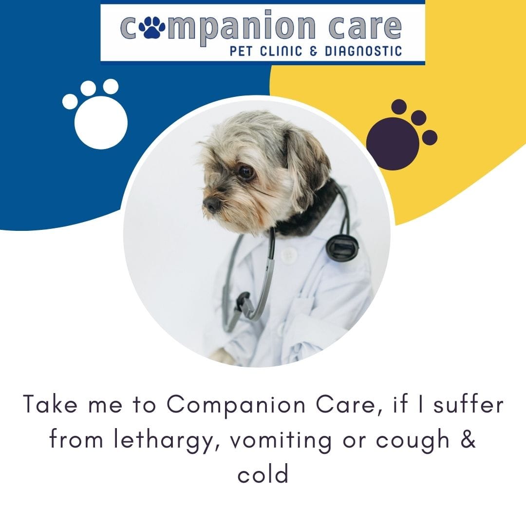 Pet Care Image 2